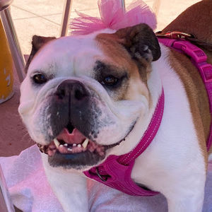 Meet your Posher, Connie